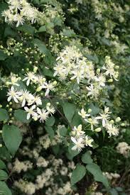 Clematis gouriana Ranunculae(Clematis gouriana Ranunculae)